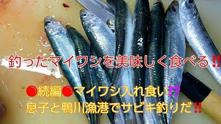 🔴続編🔴マイワシ入れ食い⁉息子と鴨川漁港でサビキ釣りだ‼釣ったマイワシを美味しく食べる‼