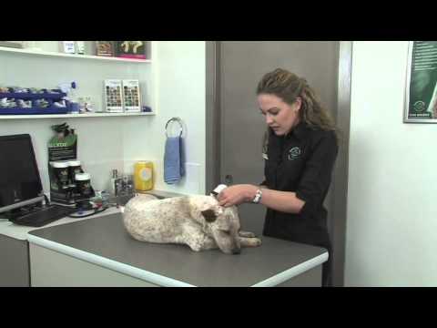 Smelly Ears? Learn How To Clean Your Dogs Ears Smelly Ears? Learn How To Clean Your Dogs Ears