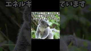 コアラ驚くべき生態 #雑学 #いきもの #動物#animals #koala #コアラ