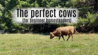 Homestead cows 101: Why Dexter and Belfair are the perfect beginner cow