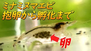 ミナミヌマエビの繁殖【抱卵から稚エビが誕生（卵が孵化）するまでの管理】