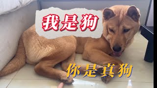 【貓狗總動員】帮你挠脚你舒服吗？你是真狗#田园犬#土猎狗#