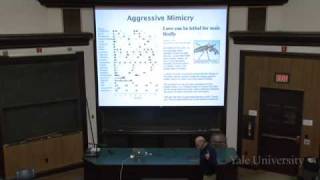 32. Economic Decisions for the Foraging Individual