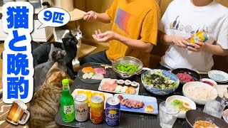 猫9匹と晩酌したら癒されました😽🍺【8月の投稿】【ハチワレ子猫】について語る！