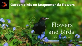 Garden birds on beautiful Jacquemontia flowers । Flowers and birds