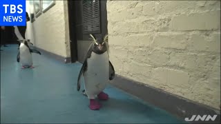 ペンギンがなぜピンクの靴下？～南アフリカ水族館