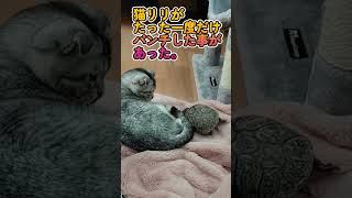 【亀と猫】仲良し猫亀　猫パンチされた亀