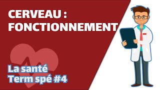 Le cerveau : fonctionnement- SVT - SANTÉ Term spé #4 - Mathrix