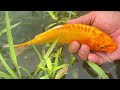 catch strange ornamental fish in tiny pond koi mosaic guppies pufferfish turtle pencilfish