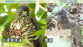 20231026 小花媽上澡堂洗澡，黑冠麻鷺警戒【鳳頭蒼鷹Crested Goshawk】