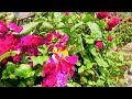 matutum blooms café and flower farm glandang tupi south cotabato flowersblooming southcotabato