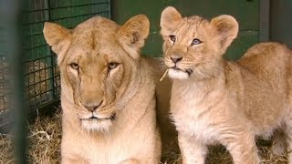 Animal Park - Getting Lions into a Travel Cage | Safari Park Documentary | Natural History Channel