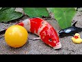 Catch ornamental fish, catfish, koi fish, goldfish, turtles, sharks, ducklings, pop it.part182