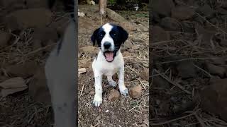 जब इसे घर पर लेकर आया था🤭😂#shorts#youtubeshort#viral#desi dog 😘🐕