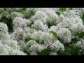 2017流蘇花 繁花白如雪盛開滿枝頭 fringed flowers