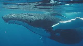 🐋🌊 Deep Ocean Serenity | Relaxing Whale \u0026 Ocean ASMR (Fades to Black After 10 Minutes)🎶✨ #asmr #lofi