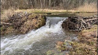 BEAVER DAM REMOVAL! TRILOGY 2 of 3! A LOT OF WATER! THE BIGGEST ONE!