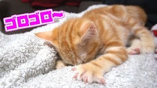 初めてゴロゴロふみふみして甘えて来た子猫がかわいい！