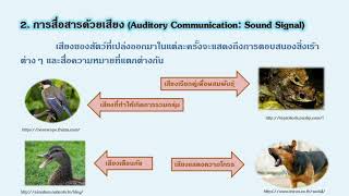 พฤติกรรมทางสังคมของสัตว์