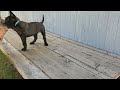 ada barend belgian malinois light blue collar female puppy hand feeding born 5 22 2023