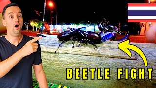 Beetle Fight In Chiang Rai, Thailand 🇹🇭