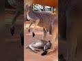 Funny animal videos #animallover  #cuteanimals  #funny  #cute  #animals  #funnyvideo  #shorts