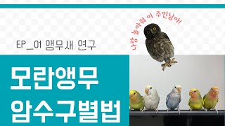 앵무새 암수구별