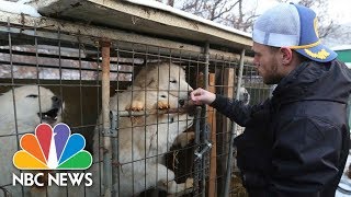 U.S. Olympian Gus Kenworthy ‘heartbroken’ By South Korean Dog Meat Farm | NBC News