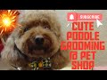 Cute Poodle Grooming @ pet shop #shorts