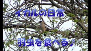 イカルの日常～羽虫を捕えて食べるイカル　Japanese Grosbeak eating captures the day-to-day-flies of Japanese Grosbeak.