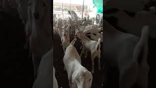 haidari goat farm.badarpur.  mustakali. 9924016310