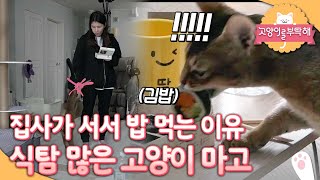 고양이를 부탁해 - 식탐냥 마고의 반전 속사정_#001