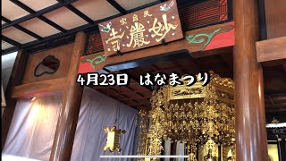 結城ひかり幼稚園　はなまつり