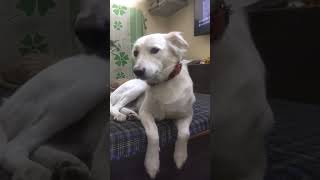 aajkal kutton Ne Kyon kaatna#🐈🐱🐶🐕 #doglover #dog #funny #shortvideo