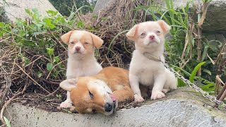 The cry for help of 3 dogs abandoned by their cruel owner on the side of the road and I saved them.!