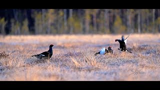 Teeret soitimella - Black grouses mating rituals