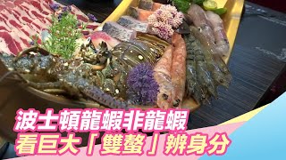 波士頓龍蝦非龍蝦　看巨大「雙螯」辨身分｜三立新聞台