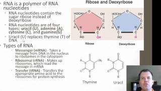 Transcription