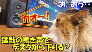 デスクの上から下りないボス吉にスピーカーから猛獣の鳴き声を流してみた結果‥