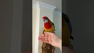 Rosella Recall Training  #birds #rosellaparrot #bird