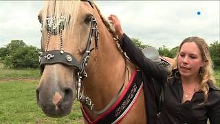 Les élevages insolites en Limousin : le cheval lusitanien