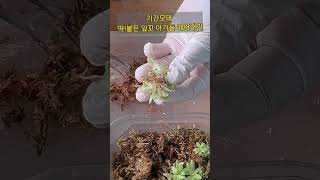 #벌레잡이제비꽃 #기간모테번식 #shorts#Bug-huntingSwallow #PeriodMorteBreeding