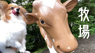 【犬連れ旅行】那須高原！南ヶ丘牧場で遊んだよ【パピヨンのエト】