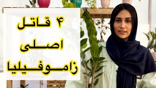 ۴ قاتل اصلی زاموفیلیا / دلایل خراب شدن زاموفیلیا /چرا زاموفیلیا برگاش زرد میشه؟؟