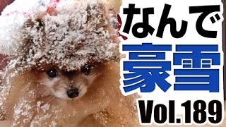 ビームのお散歩日記Vol.189：なんで豪雪になんの／ポメラニアン