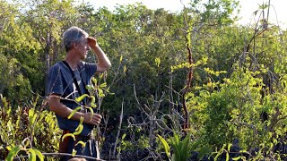 CIG News – Little Cayman Works to Protect Wildlife from Invasive Feral Cats  - 21 January 2025