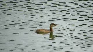 カイツブリを今季、初観察。芸備線～三篠川（広島市安佐北区狩留家）1271