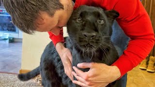 The long-awaited meeting 😻/ Unusual reaction of Luna the panther🙈😅