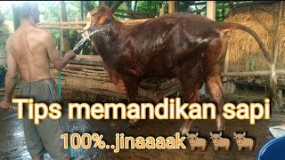 Tips memandikan sapi 100% jinak