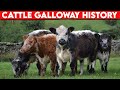 ⭕ Cattle Breeds Galloway History ✅  Cattle Galloway  // Bulls